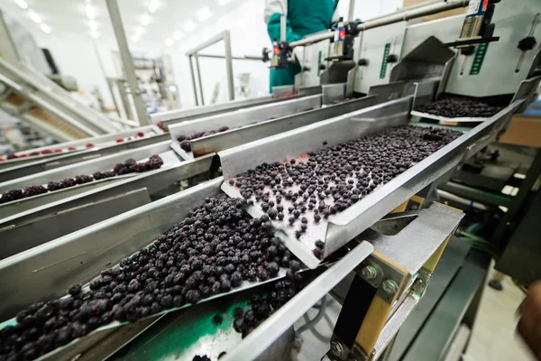 Negócios congelados de processamento de framboesa — Fotografia de Stock