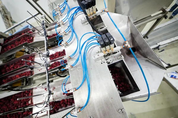 Frozen raspberry processing business — Stock Photo, Image