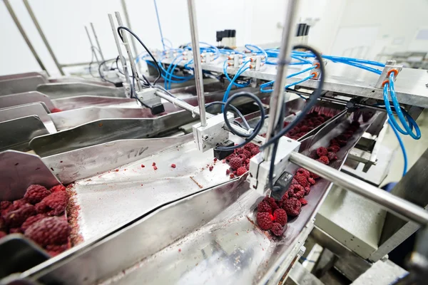 Negócios congelados de processamento de framboesa — Fotografia de Stock