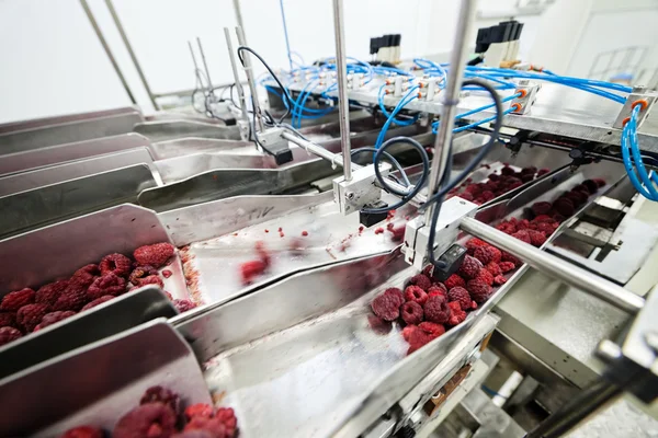 Negócios congelados de processamento de framboesa — Fotografia de Stock