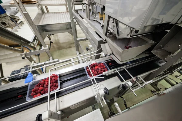 Frozen raspberry processing business — Stock Photo, Image