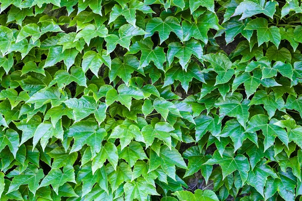 Hojas verdes — Foto de Stock