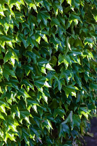 Green leaves — Stock Photo, Image