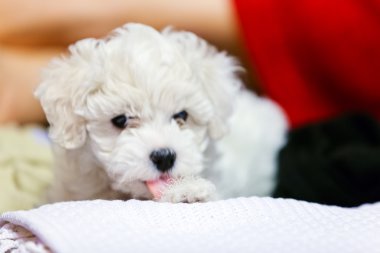 Bichon frise köpek yavrusu