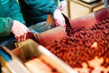 Vişne içinde işleme makineleri