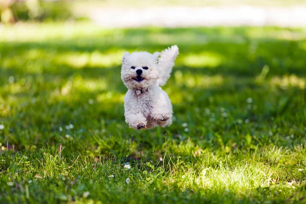 Bichon in het park — Stockfoto