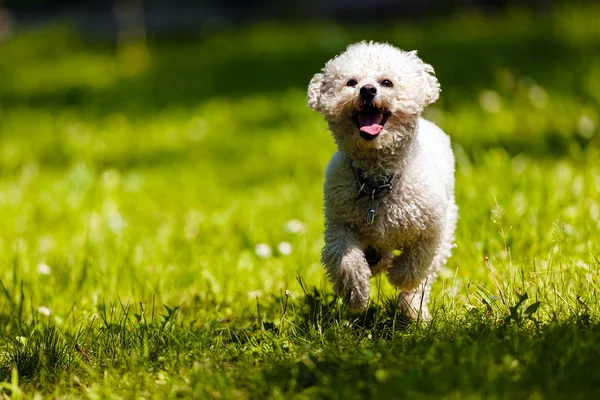 Bichon in het park — Stockfoto