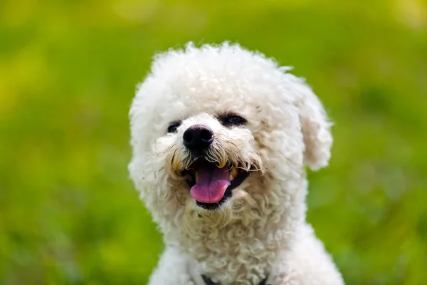 Bichon no parque — Fotografia de Stock