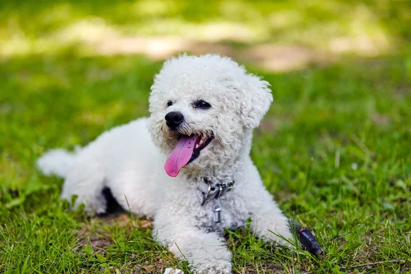 Bichon in het park — Stockfoto