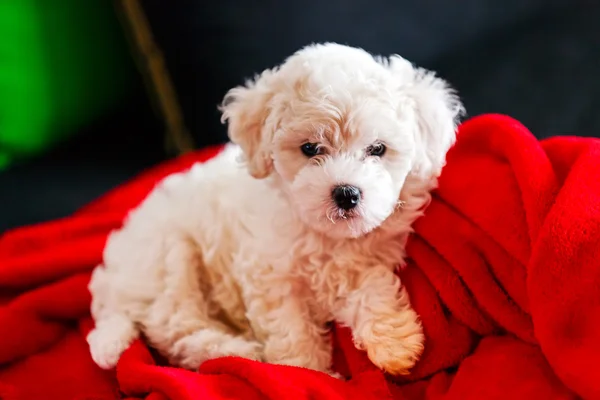 Bichon frise puppy — Stock Photo, Image