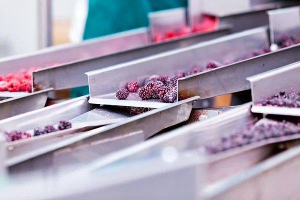 Negócios congelados de processamento de framboesa — Fotografia de Stock