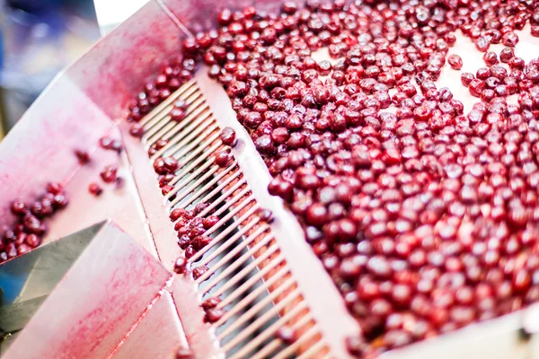 Cerejas ácidas em máquinas de processamento — Fotografia de Stock