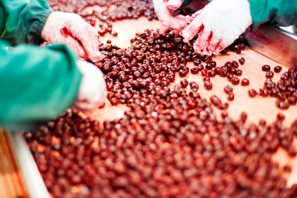 Sour cherries in processing machines — Stock Photo, Image