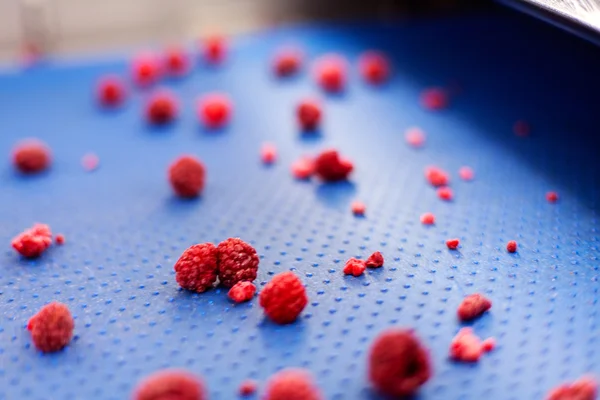 冷冻的树莓加工业务 — 图库照片