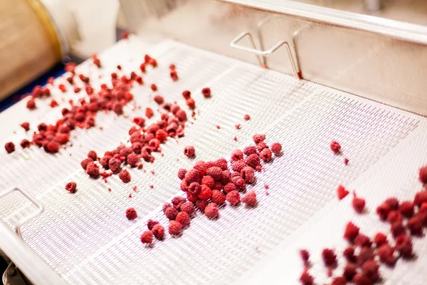 Frozen raspberry processing business — Stock Photo, Image