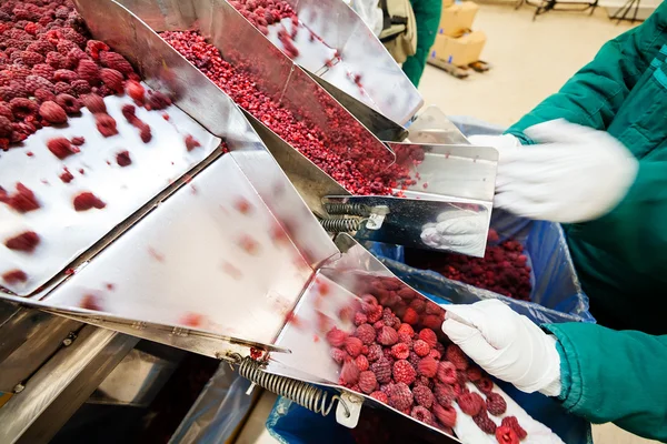 Negócios congelados de processamento de framboesa — Fotografia de Stock