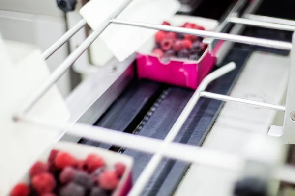 Negócios congelados de processamento de framboesa — Fotografia de Stock