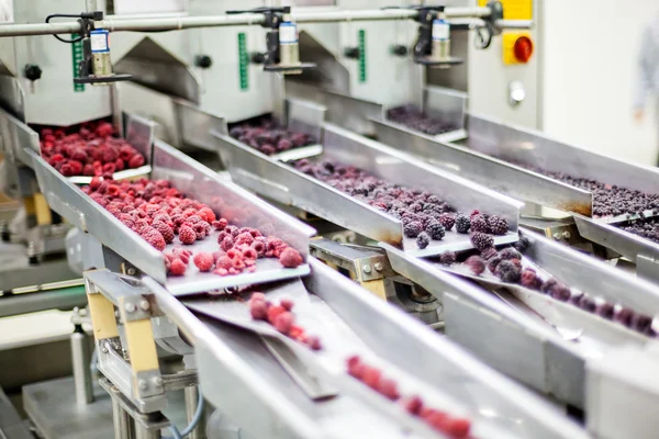 Frozen raspberry processing business — Stock Photo, Image