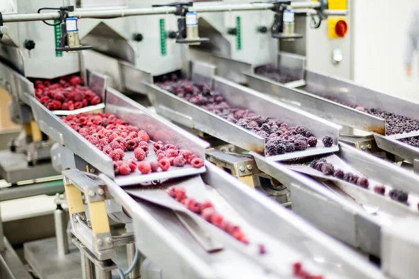 Negócios congelados de processamento de framboesa — Fotografia de Stock