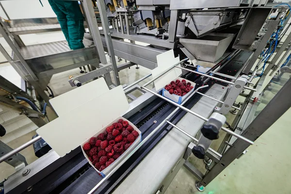 Negocio de procesamiento de frambuesa congelada — Foto de Stock