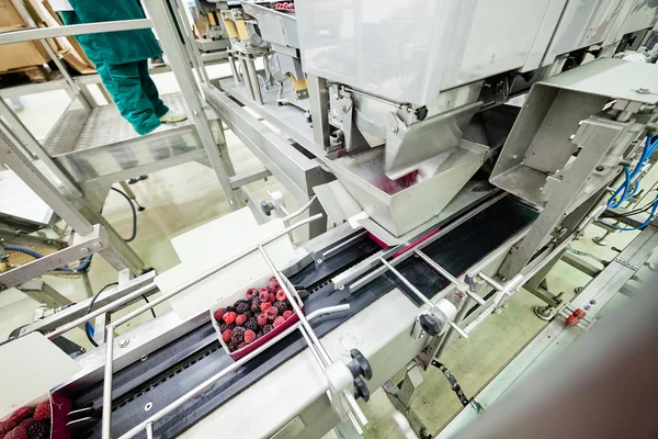 Frozen raspberry processing business — Stock Photo, Image