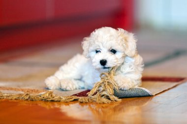 Bichon frise köpek yavrusu
