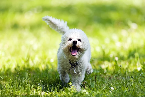 Bichon no parque — Fotografia de Stock