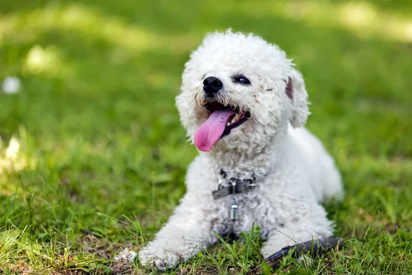 Bichon puistossa — kuvapankkivalokuva