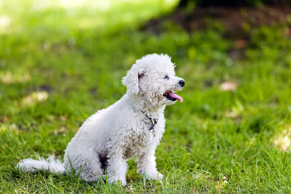 Bichon en el parque — Foto de Stock