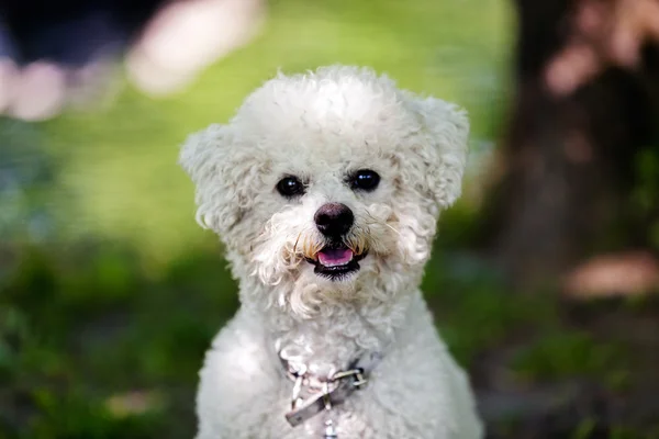 Bichon în parc — Fotografie, imagine de stoc