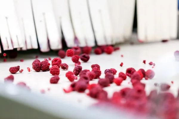 Negócios congelados de processamento de framboesa — Fotografia de Stock