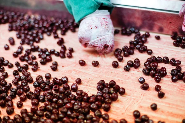 Cerejas ácidas em máquinas de processamento — Fotografia de Stock