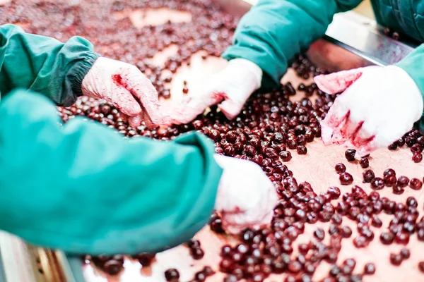 Sour cherries in processing machines — Stock Photo, Image