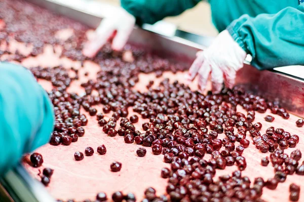 Cerejas ácidas em máquinas de processamento — Fotografia de Stock