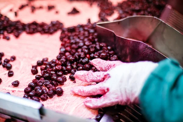 Cerejas ácidas em máquinas de processamento — Fotografia de Stock