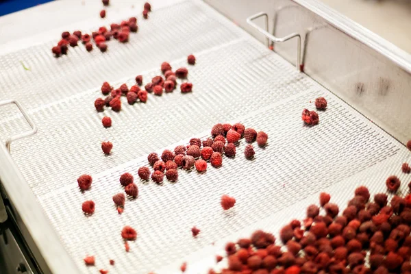 Negócios congelados de processamento de framboesa — Fotografia de Stock