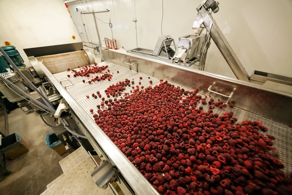 Negócios congelados de processamento de framboesa — Fotografia de Stock