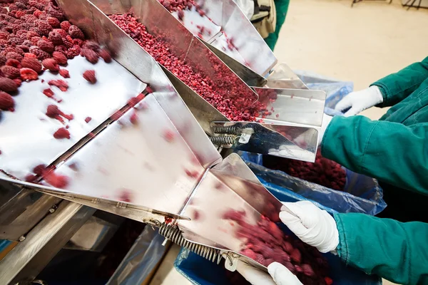 Negócios congelados de processamento de framboesa — Fotografia de Stock