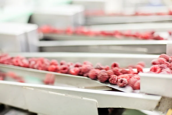 Negócios congelados de processamento de framboesa — Fotografia de Stock