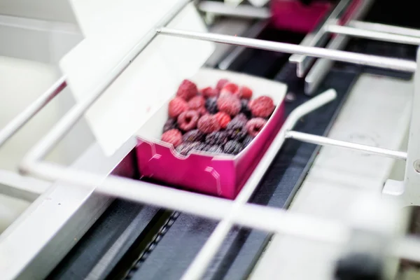 Frozen raspberry processing business — Stock Photo, Image