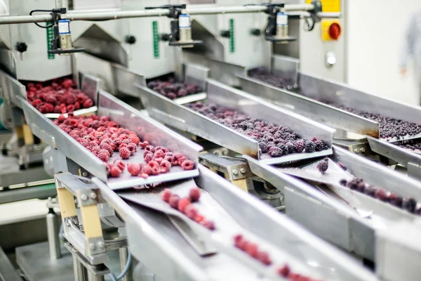 Negócios congelados de processamento de framboesa — Fotografia de Stock