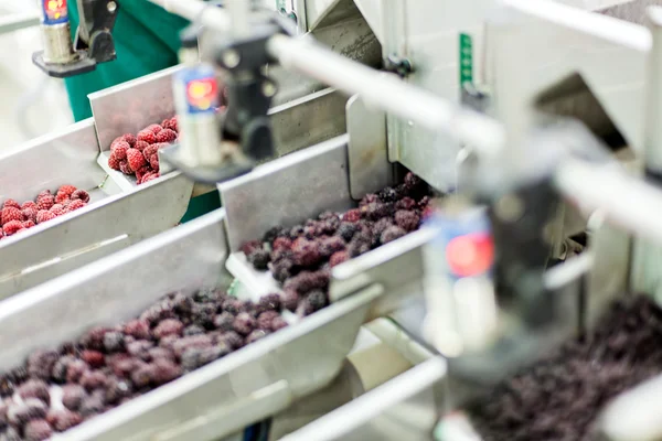 冷冻的树莓加工业务 — 图库照片