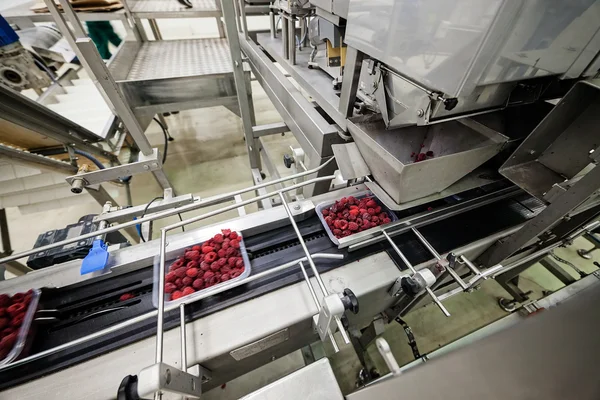 Frozen raspberry processing business — Stock Photo, Image