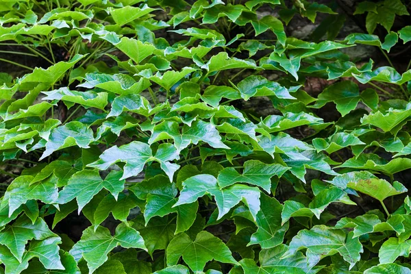 Hojas verdes — Foto de Stock