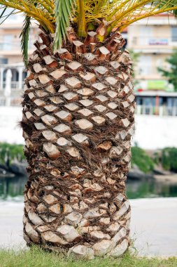 palmiye ağacı detay 