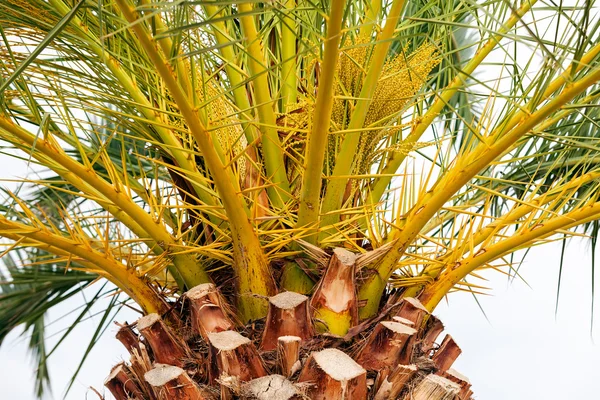 棕榈树详细信息 — 图库照片