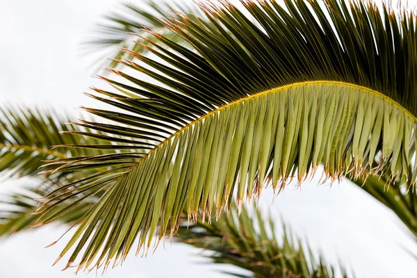 Palmen-Detail — Stockfoto