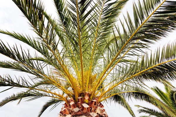 棕榈树详细信息 — 图库照片