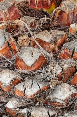 palmiye ağacı detay 