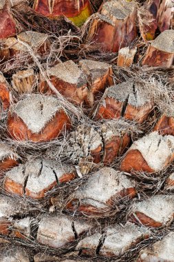 palmiye ağacı detay 